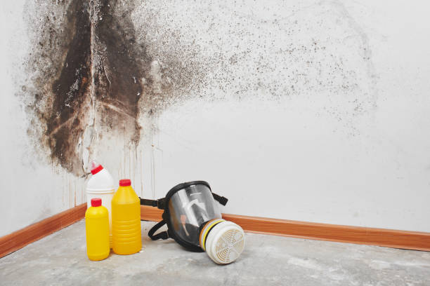 Best Emergency Mold Remediation in Hudson, WI