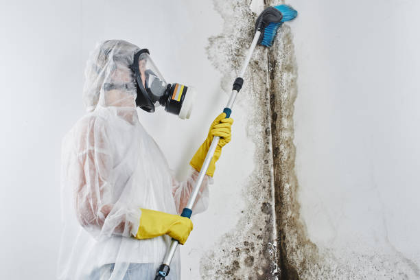 Professional Mold Remediation in Hudson, WI