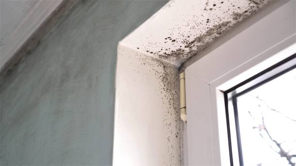 Best Commercial Mold Remediation in Hudson, WI