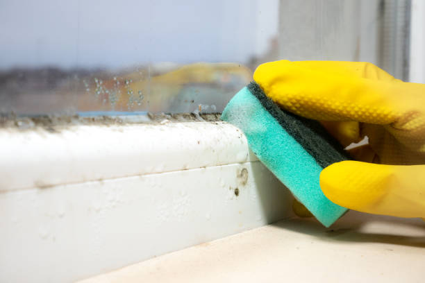 Best DIY Mold Remediation Support Services in Hudson, WI