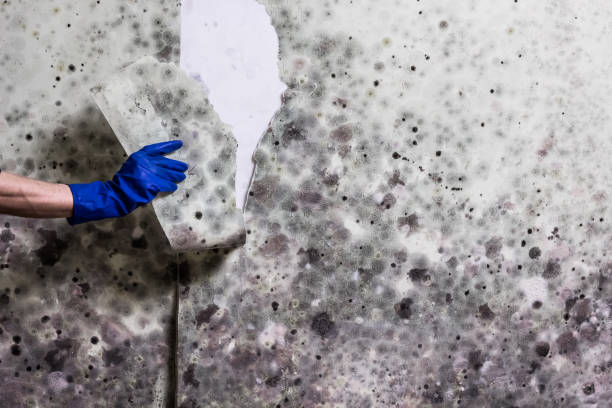 Best Mold Remediation for Schools in Hudson, WI