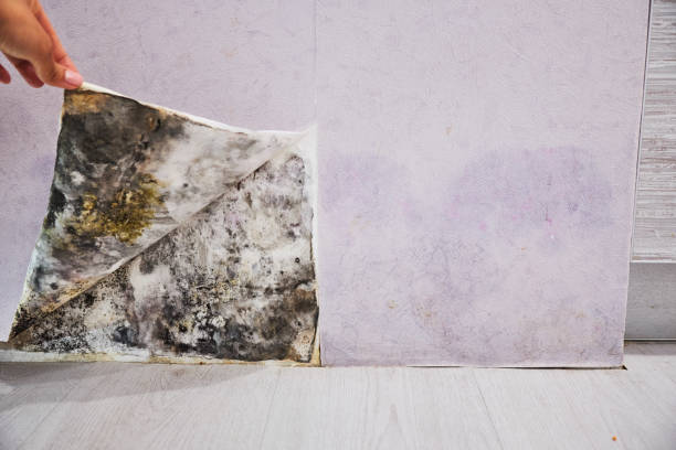 Best Residential Mold Remediation in Hudson, WI